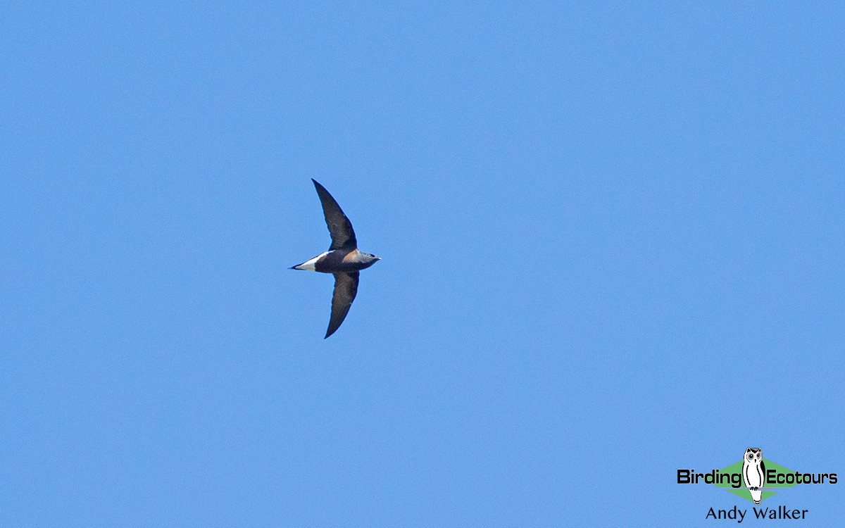 Brown-backed Needletail - Andy Walker - Birding Ecotours