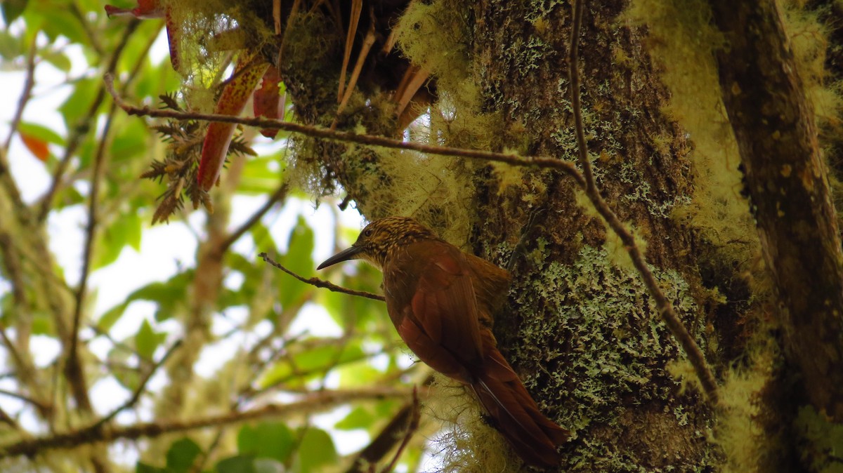 Strong-billed Woodcreeper - ML31763531