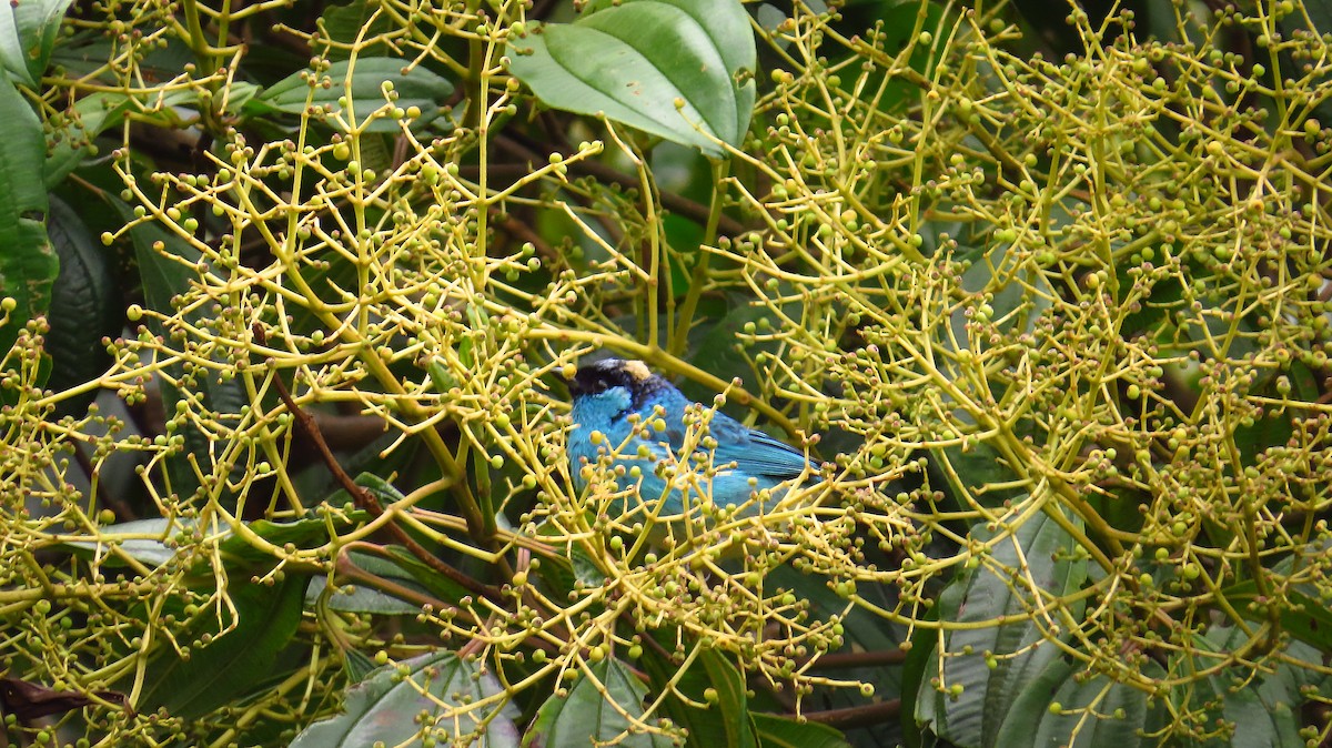 Golden-naped Tanager - ML31763661