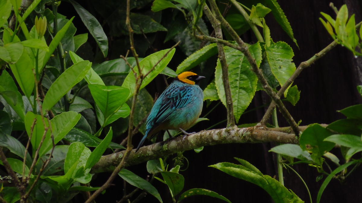 Saffron-crowned Tanager - ML31763781