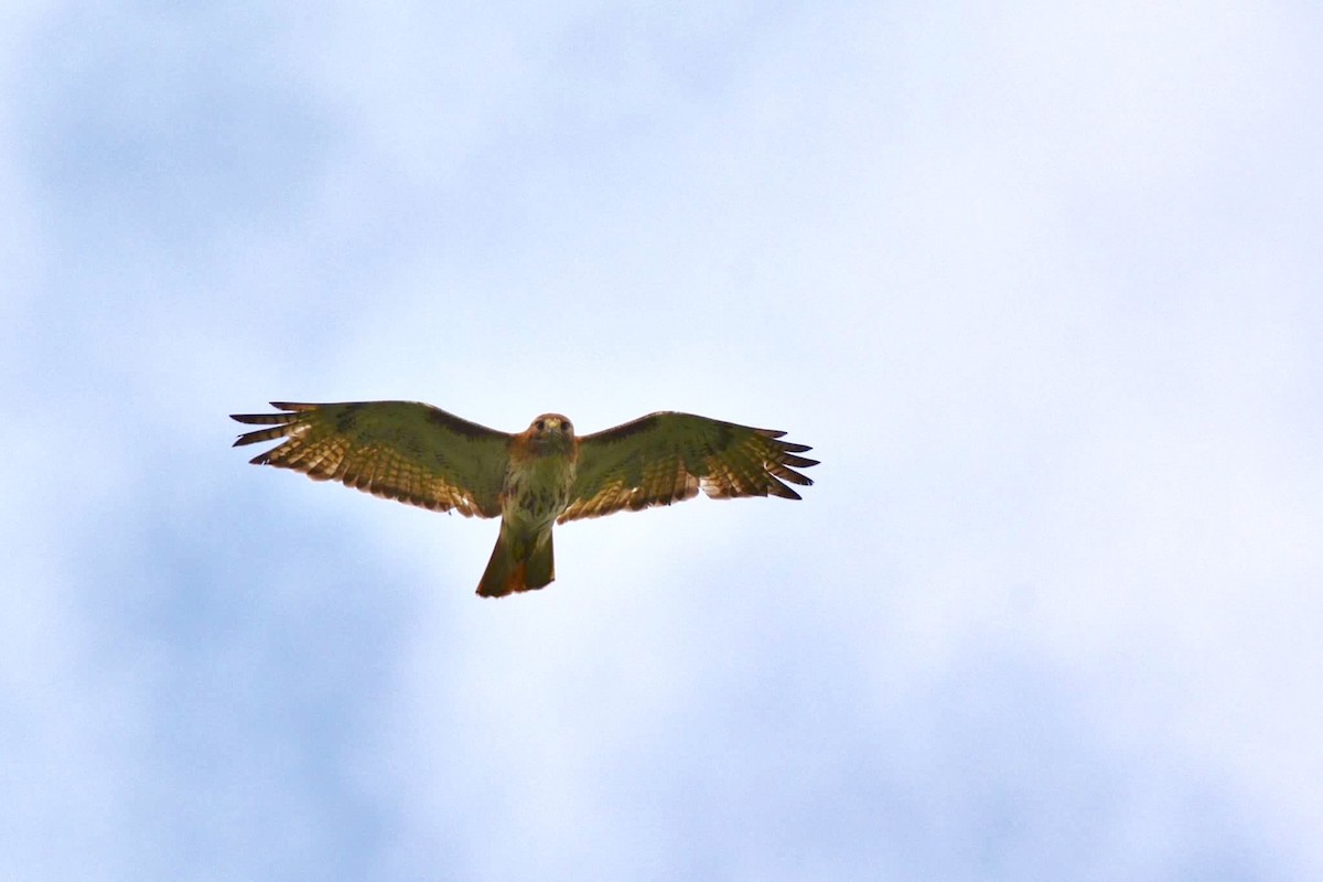 Red-tailed Hawk - ML31764331