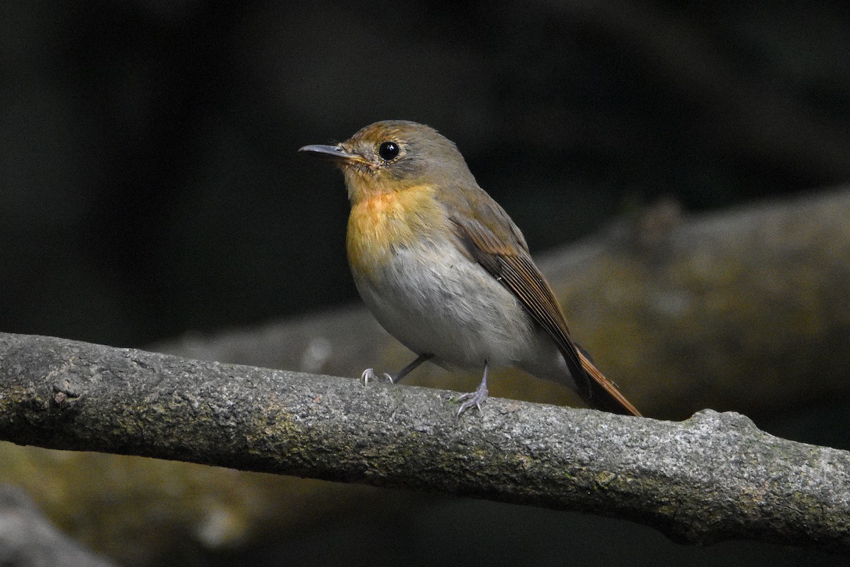 Chinese Blue Flycatcher - Chris Chafer