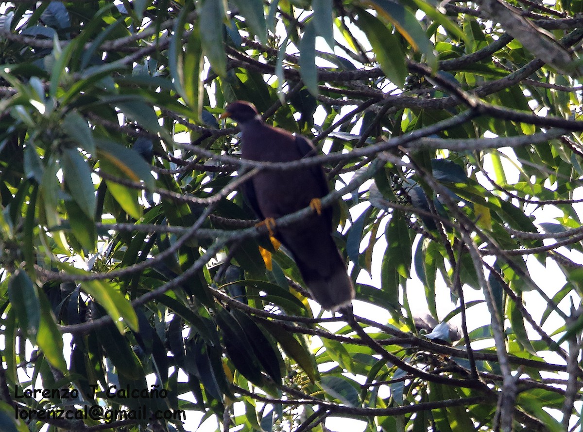 Band-tailed Pigeon - ML317651591