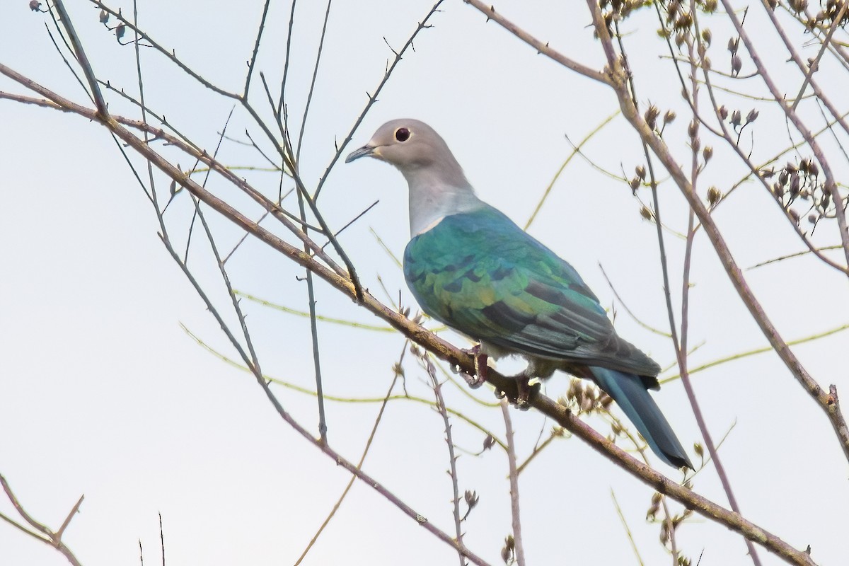 Green Imperial-Pigeon - ML317651631