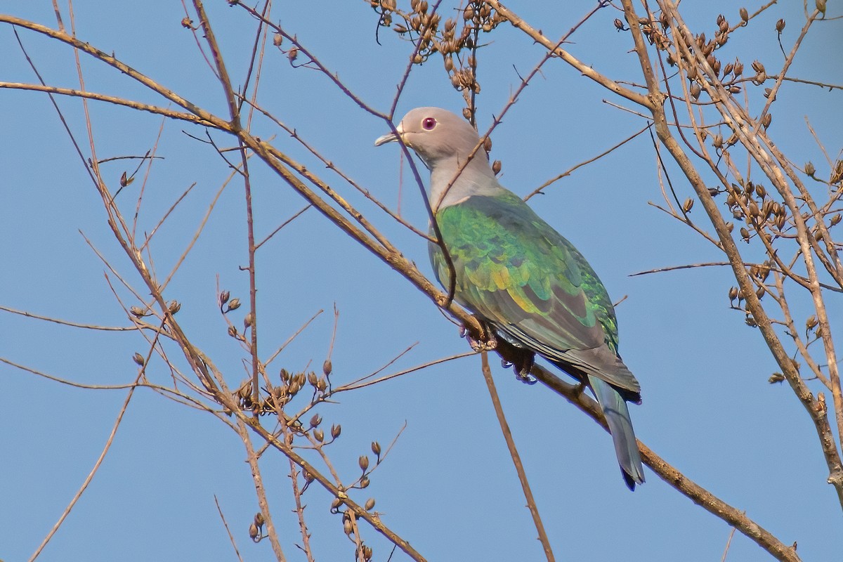 Green Imperial-Pigeon - ML317651651