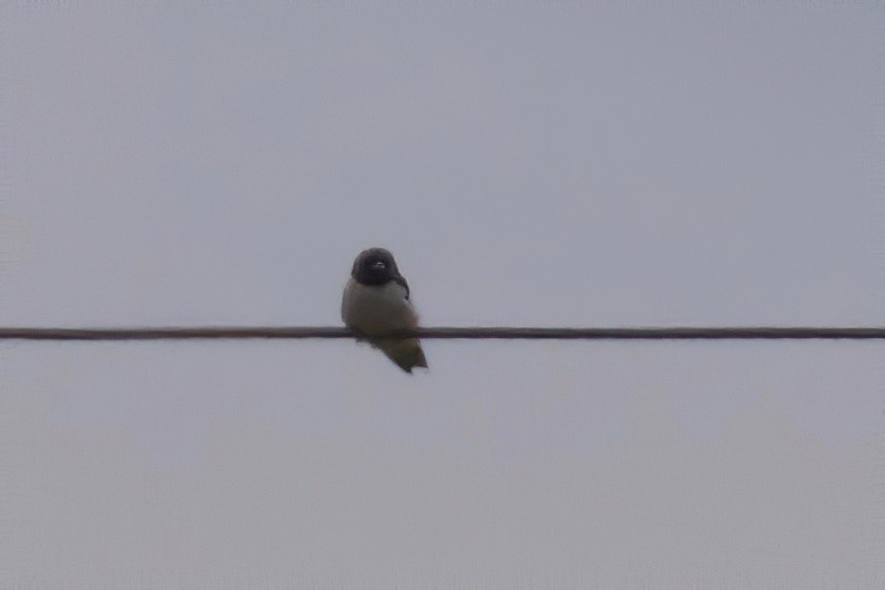 White-breasted Woodswallow - ML317654461