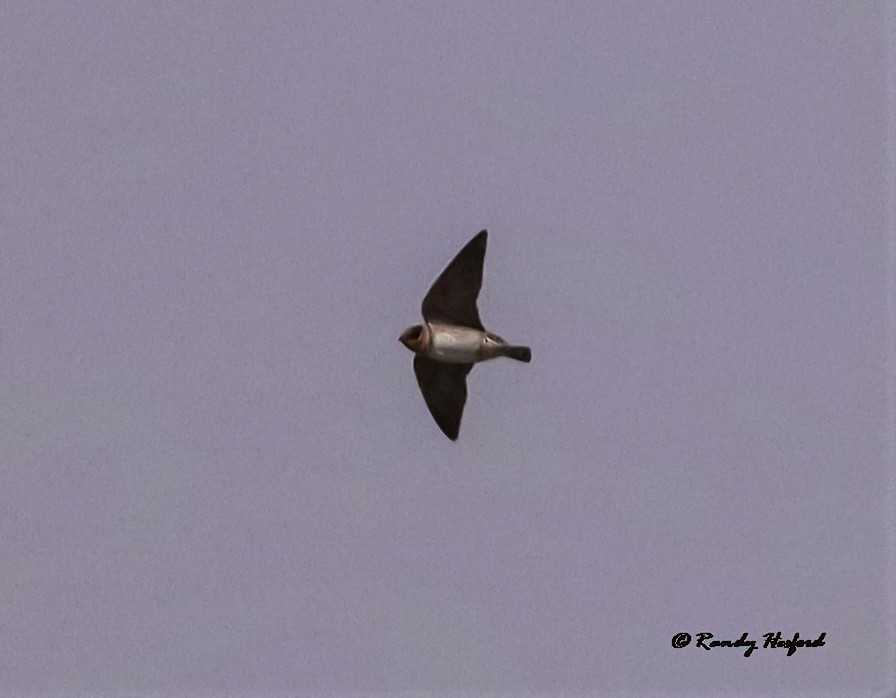 Cave Swallow - ML317662831