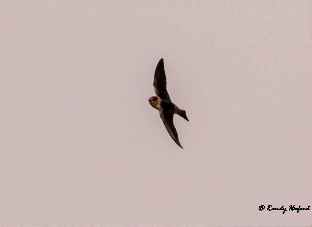 Cave Swallow - ML317662841