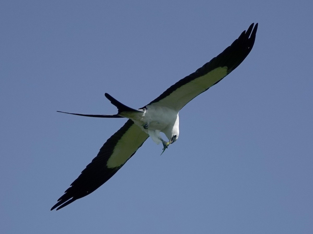 Swallow-tailed Kite - ML317664671