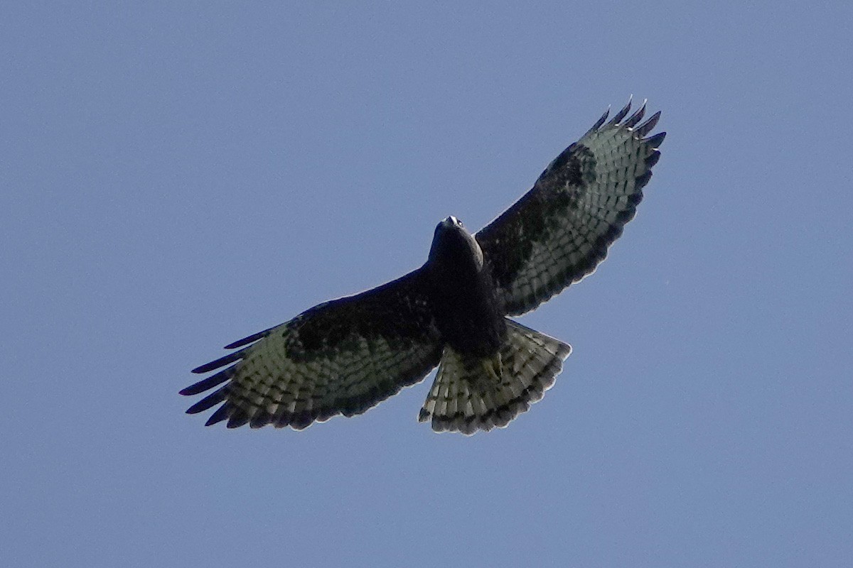 Short-tailed Hawk - ML317664741