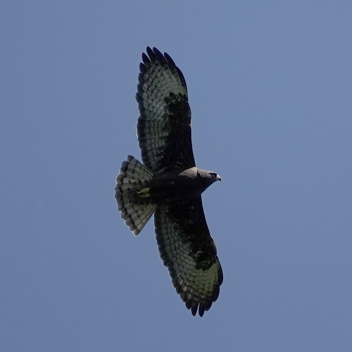 Short-tailed Hawk - ML317664751
