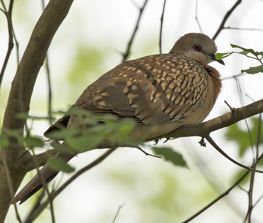 Spotted Dove (Western) - ML317665921