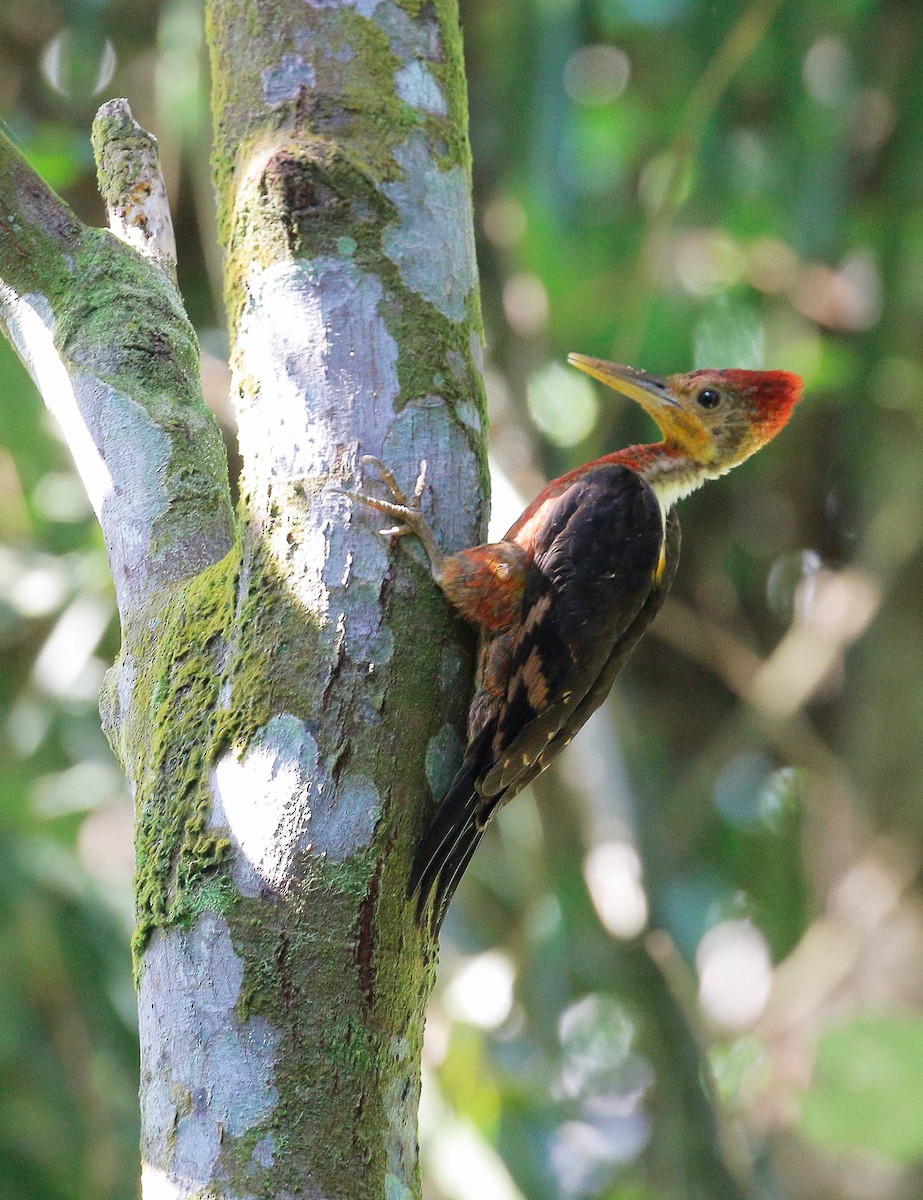 Orange-backed Woodpecker - Neoh Hor Kee