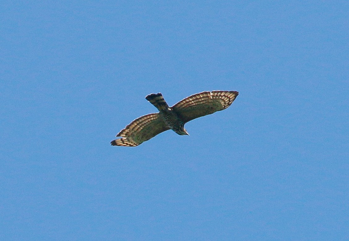 Wallace's Hawk-Eagle - Neoh Hor Kee