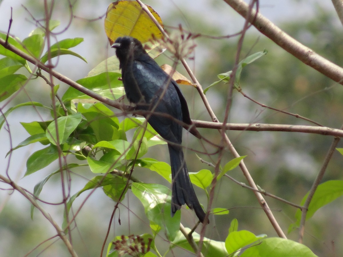 Fork-tailed Drongo-Cuckoo - Debankur Saha