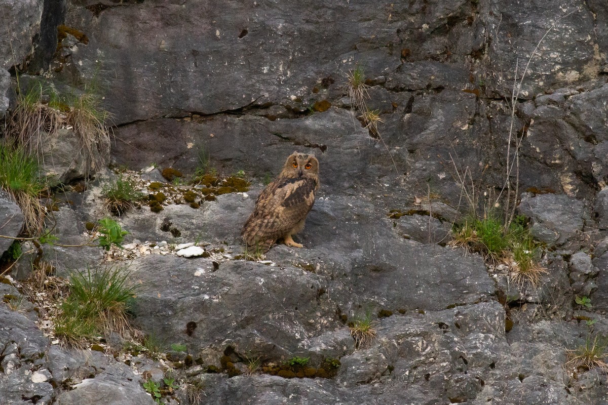 Eurasian Eagle-Owl - Frédéric Bacuez