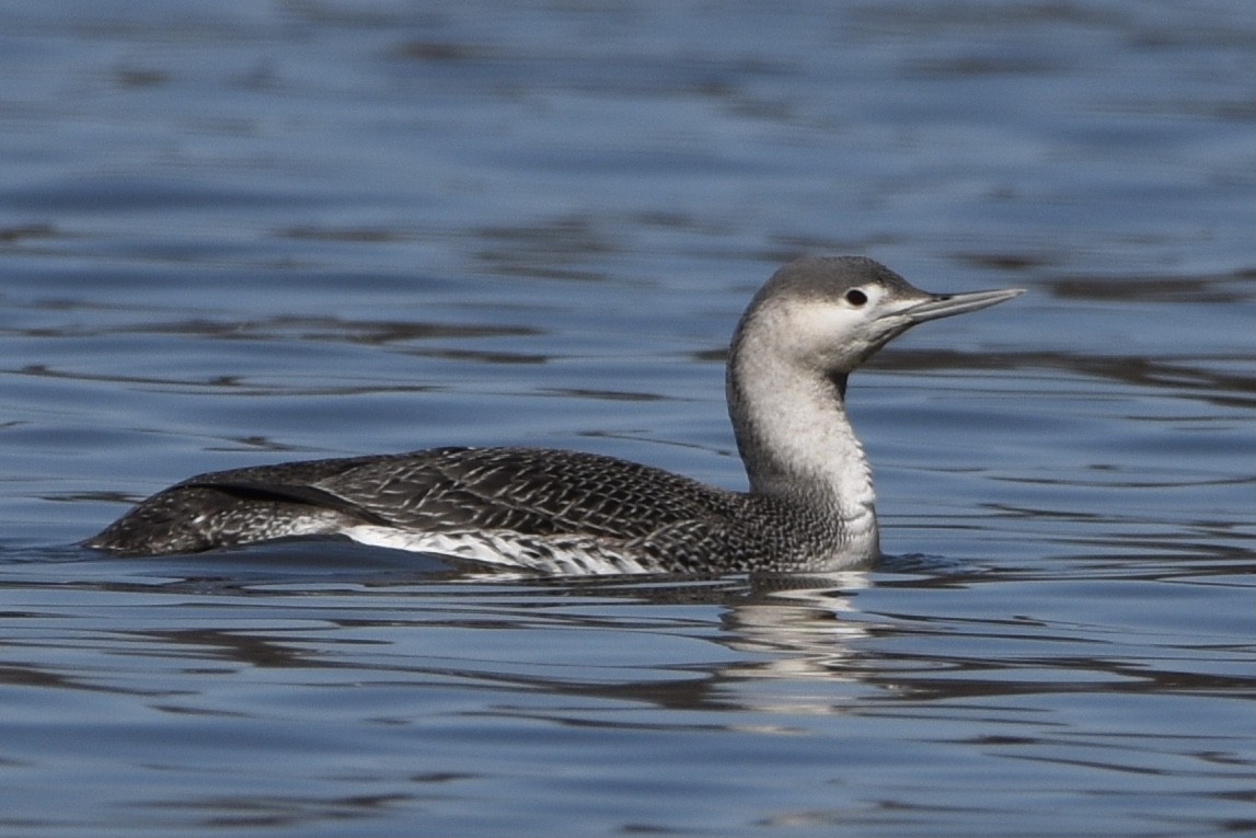 Red-throated Loon - Julien Amsellem