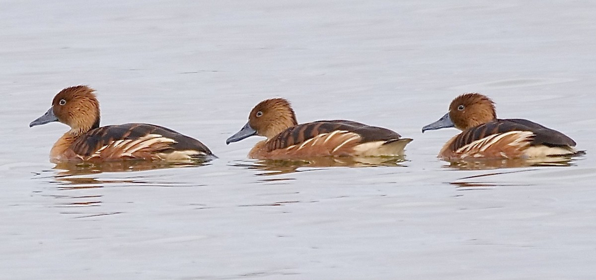 Fulvous Whistling-Duck - ML317673821