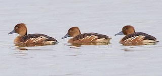 Fulvous Whistling-Duck, ML317673821
