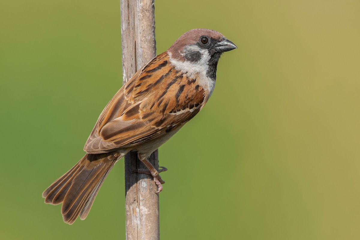 Eurasian Tree Sparrow - ML317678081