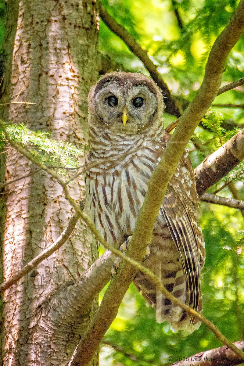 Barred Owl - ML31768341