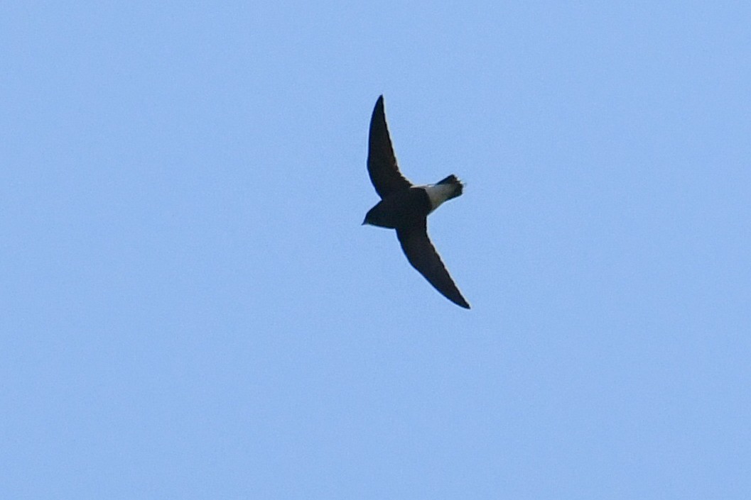 Brown-backed Needletail - ML317685221