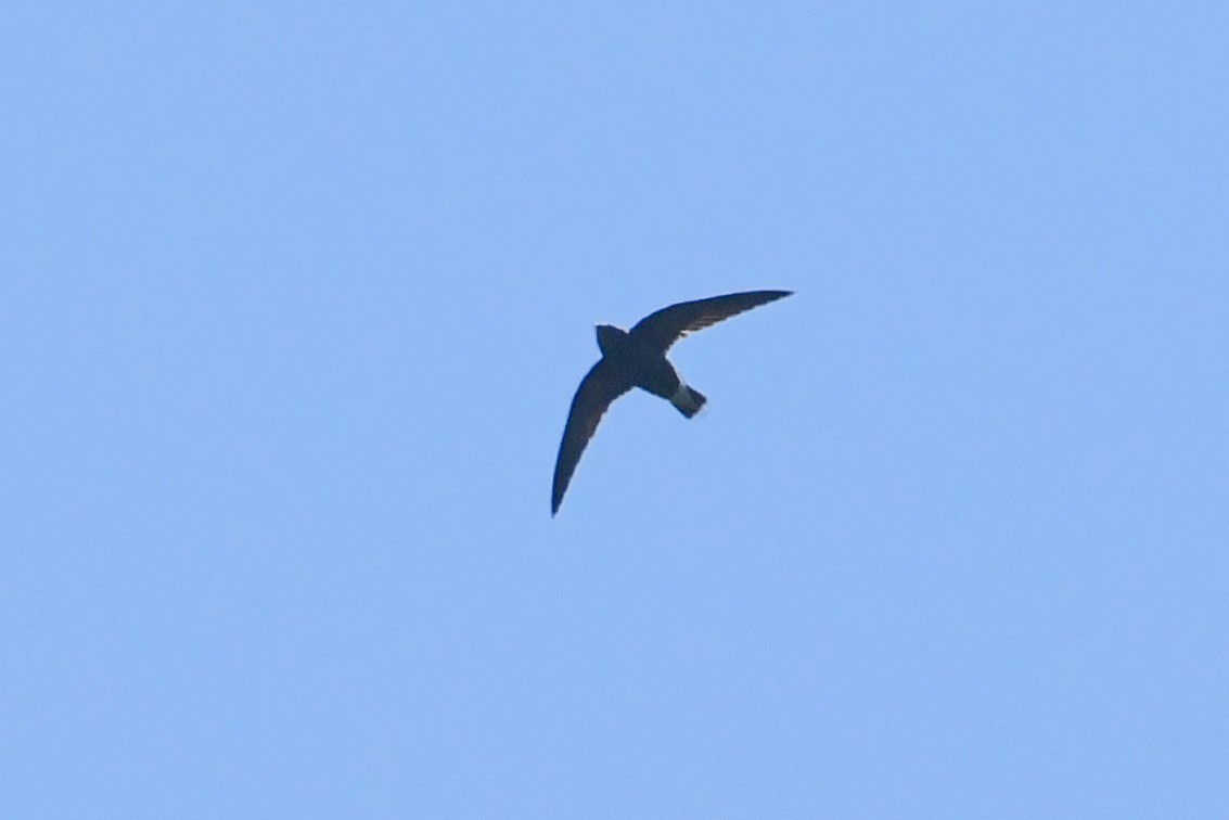 Brown-backed Needletail - ML317685231
