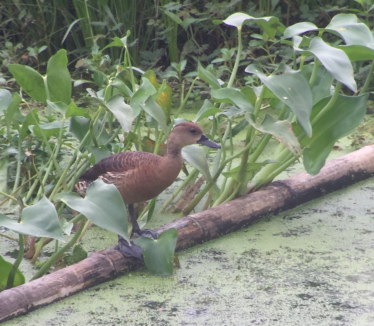 Wandering Whistling-Duck - Martin Kennewell