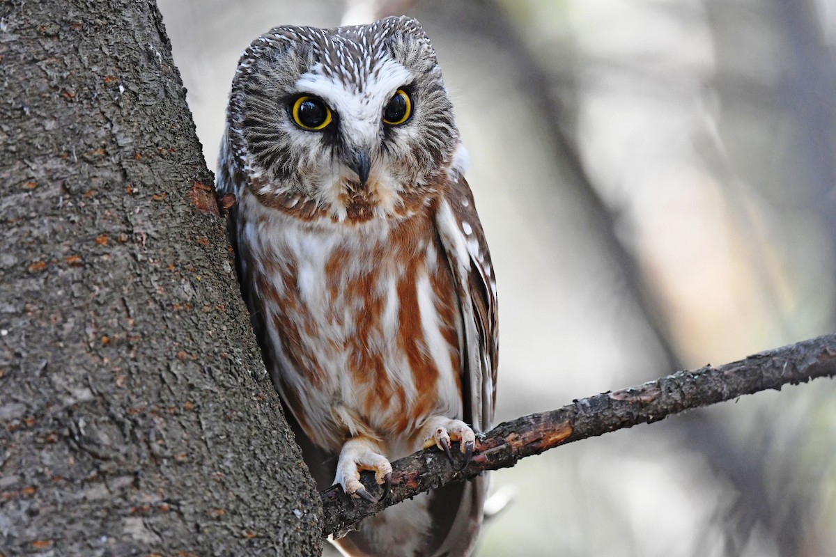 Northern Saw-whet Owl - Chris Rees