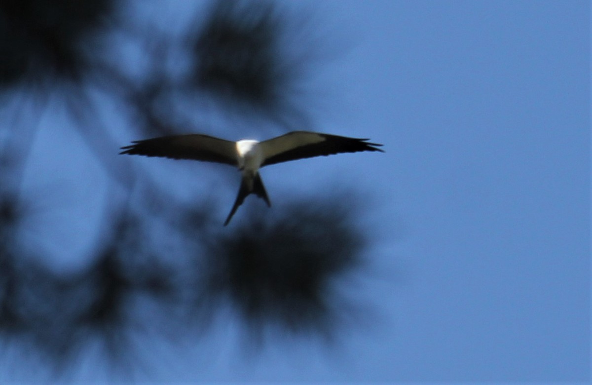 Swallow-tailed Kite - ML317702511