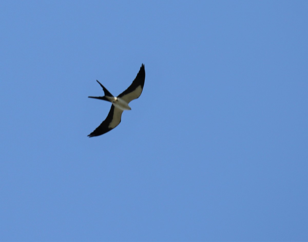 Swallow-tailed Kite - ML317702521