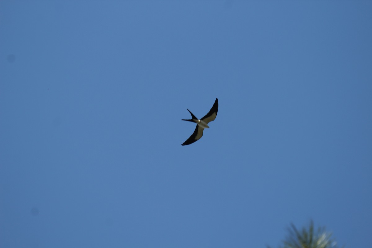 Swallow-tailed Kite - ML317702591