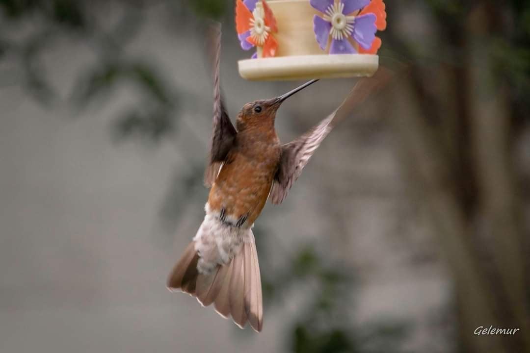 Giant Hummingbird - José Luis Gelemur