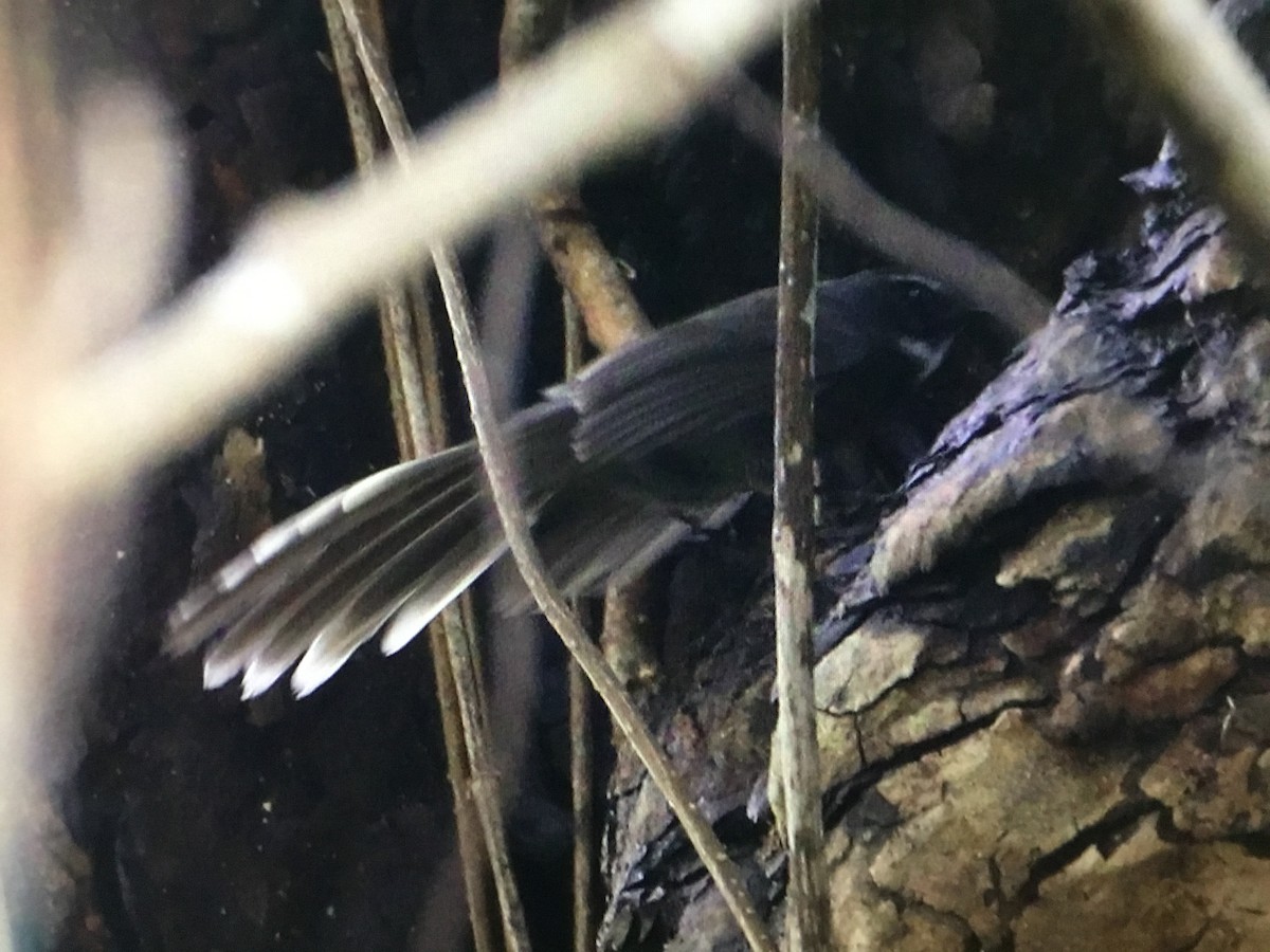 White-throated Fantail - Snehes Bhoumik