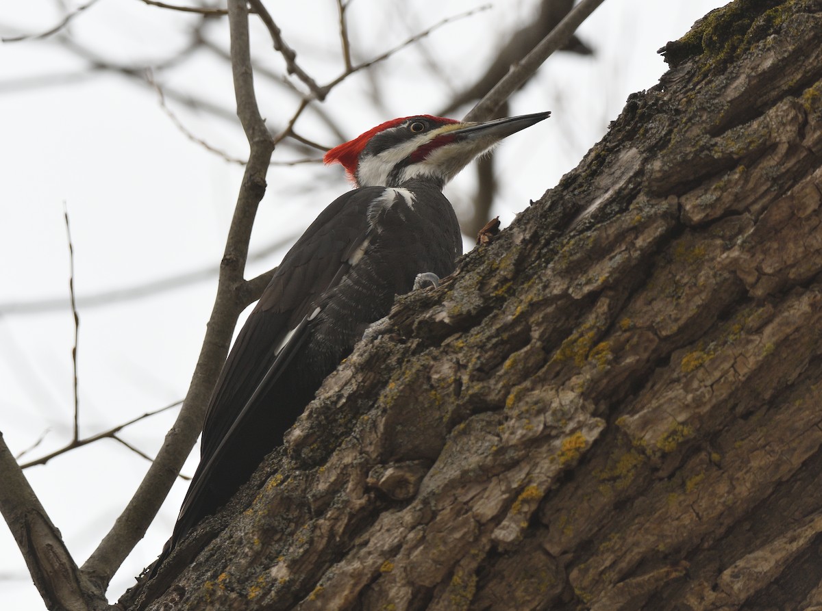 Pileated Woodpecker - Matthew Garvin