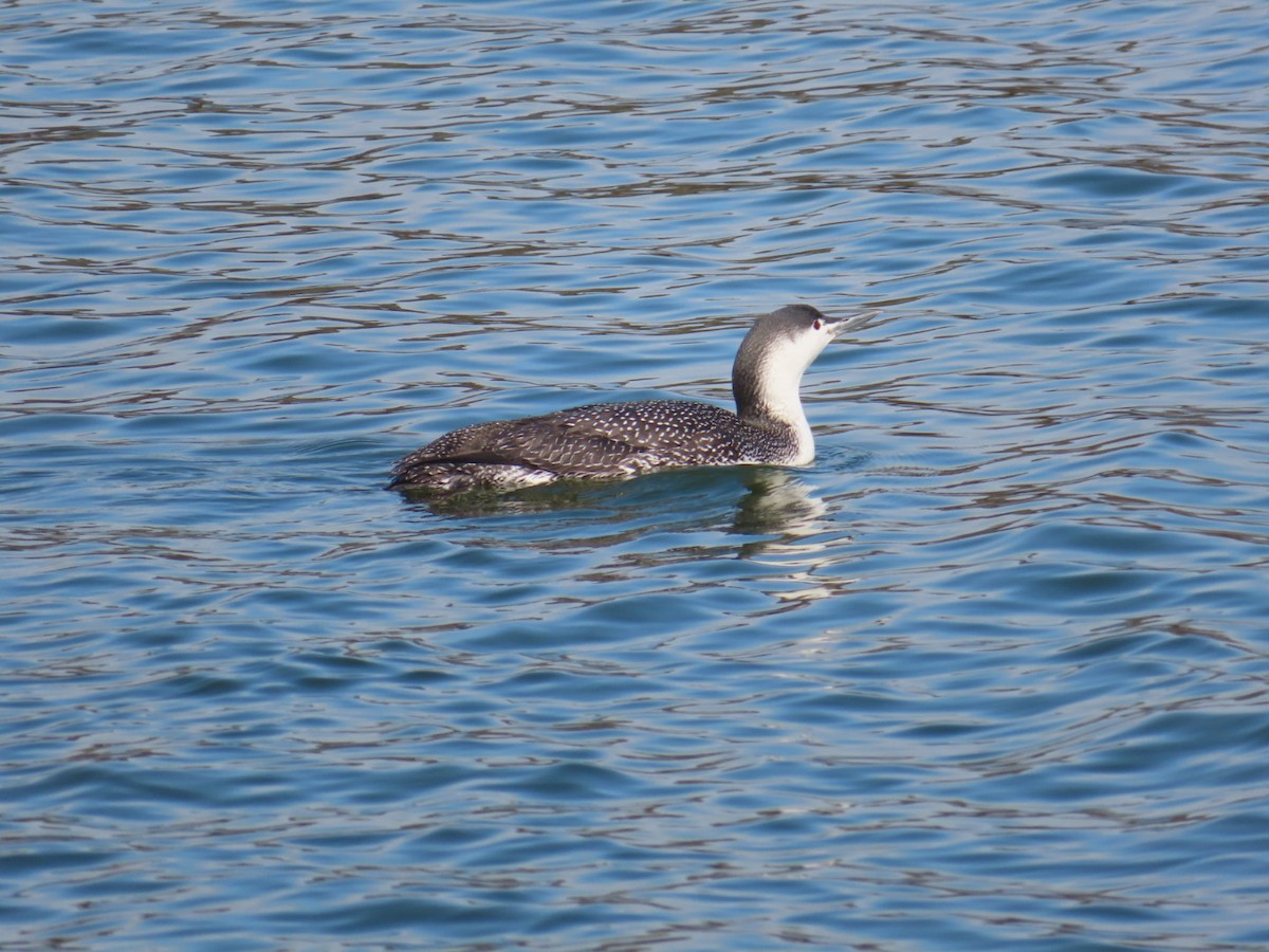 Red-throated Loon - ML317739981