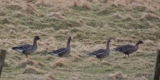 Greater White-fronted Goose, ML317740841