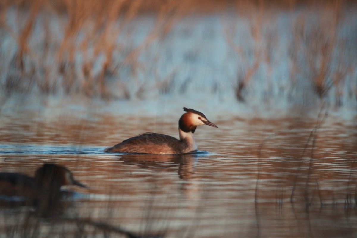 Great Crested Grebe - ML317744931