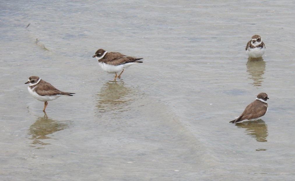 Semipalmated Plover - ML317745991