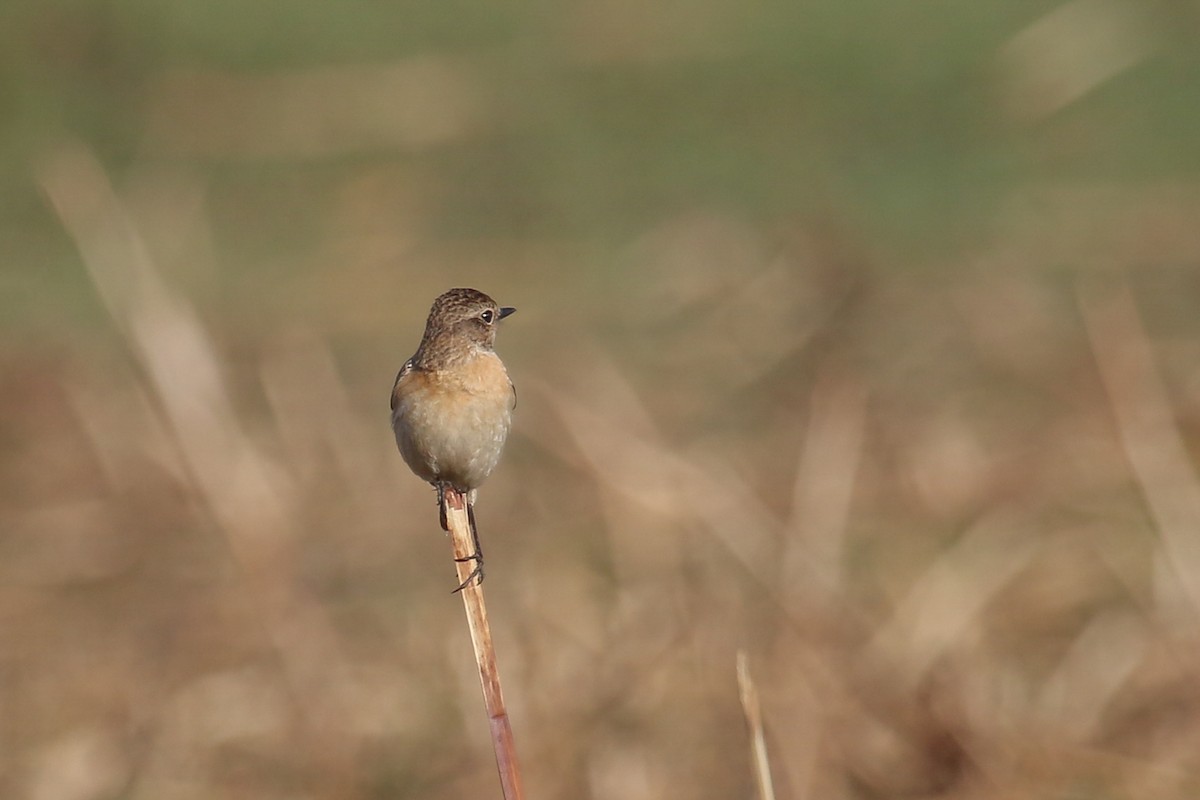 African Stonechat - ML317747301