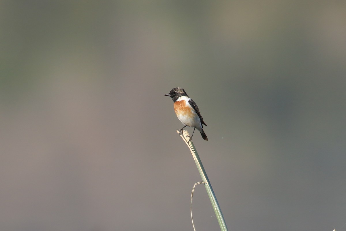 African Stonechat - ML317747341