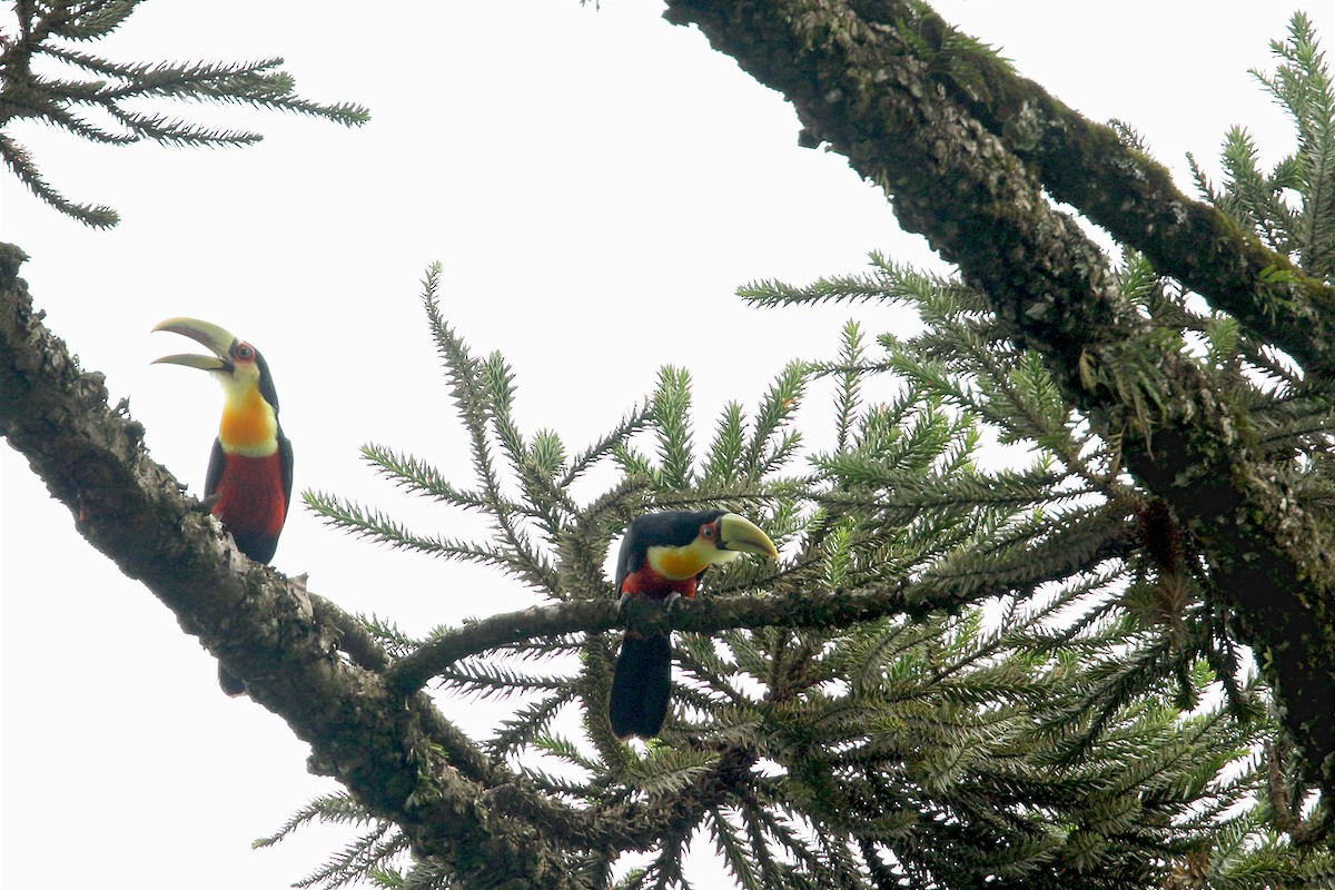 Red-breasted Toucan - ML317747711