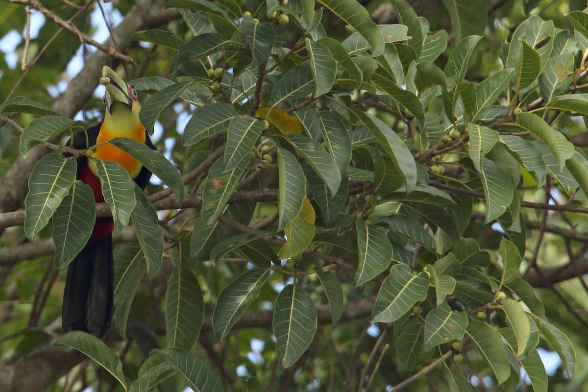 Red-breasted Toucan - ML317747721