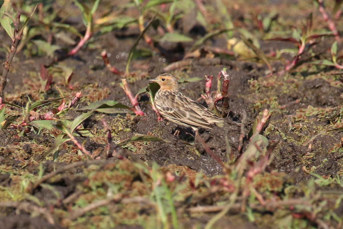 Red-throated Pipit - Fikret Ataşalan