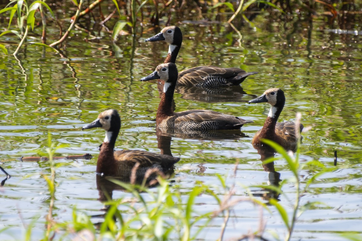 White-faced Whistling-Duck - Luiz Carlos Ramassotti