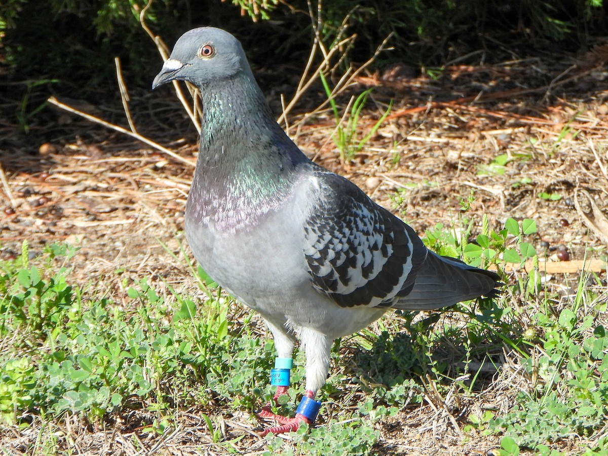 Rock Pigeon (Feral Pigeon) - ML317754061