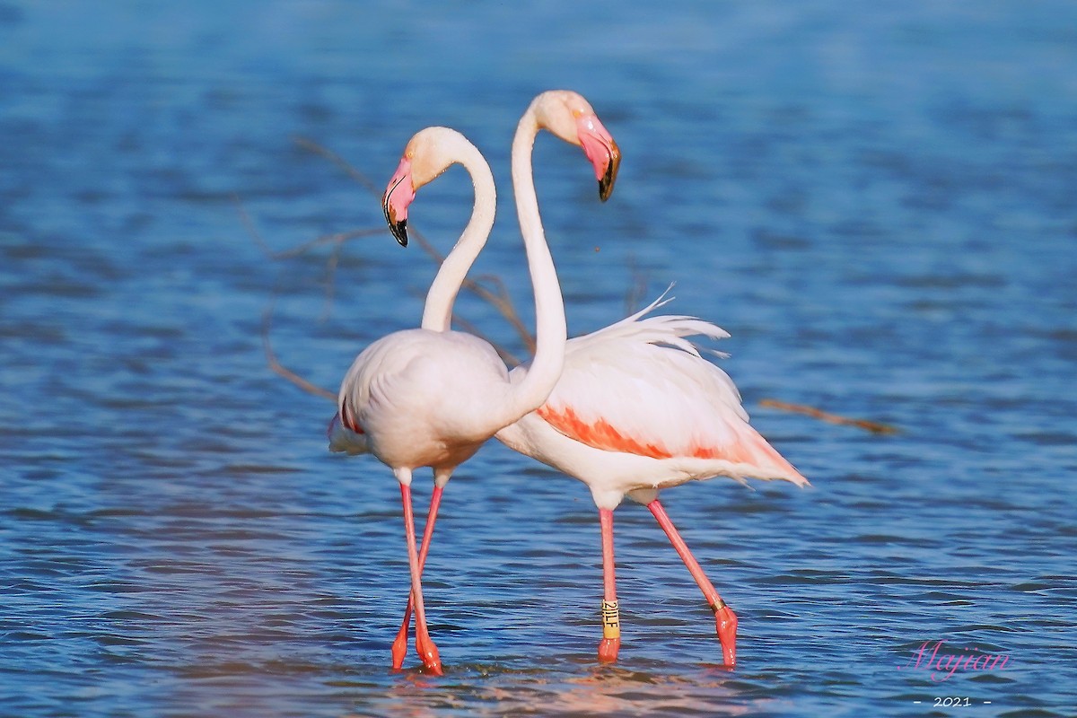 Greater Flamingo - ML317755661