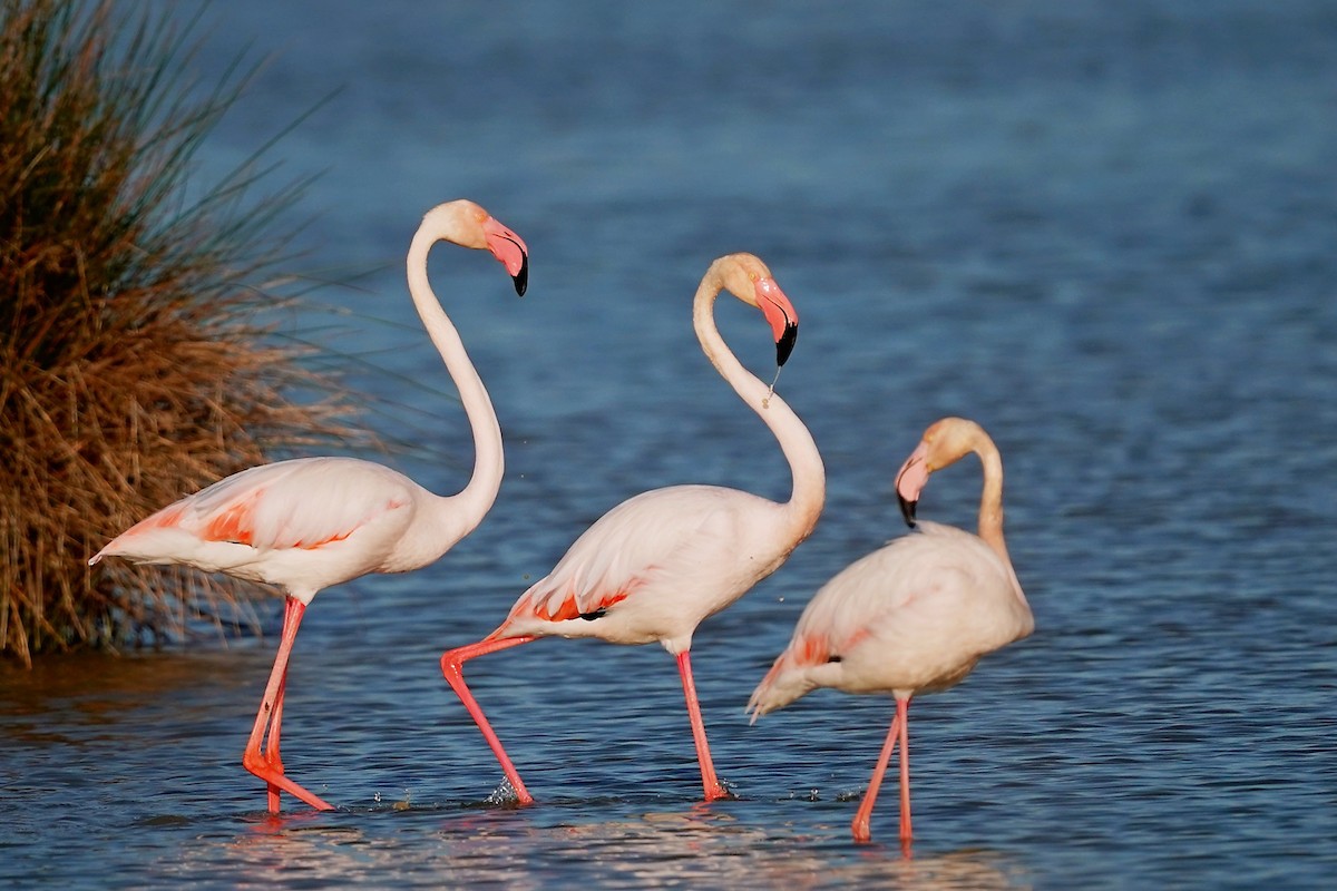 Greater Flamingo - ML317755741