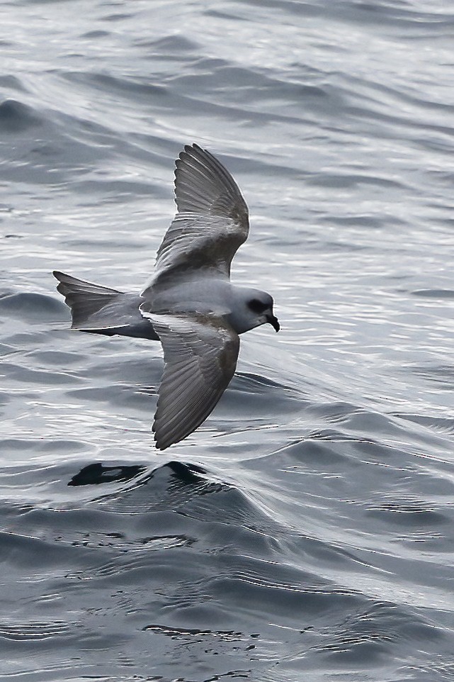 Fork-tailed Storm-Petrel - ML317756081