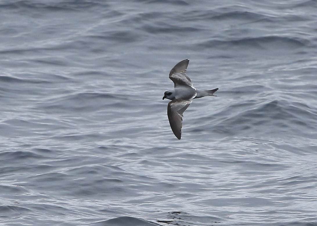 Fork-tailed Storm-Petrel - ML317756091